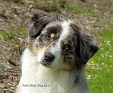 Australian Shepherd 9T100D-026